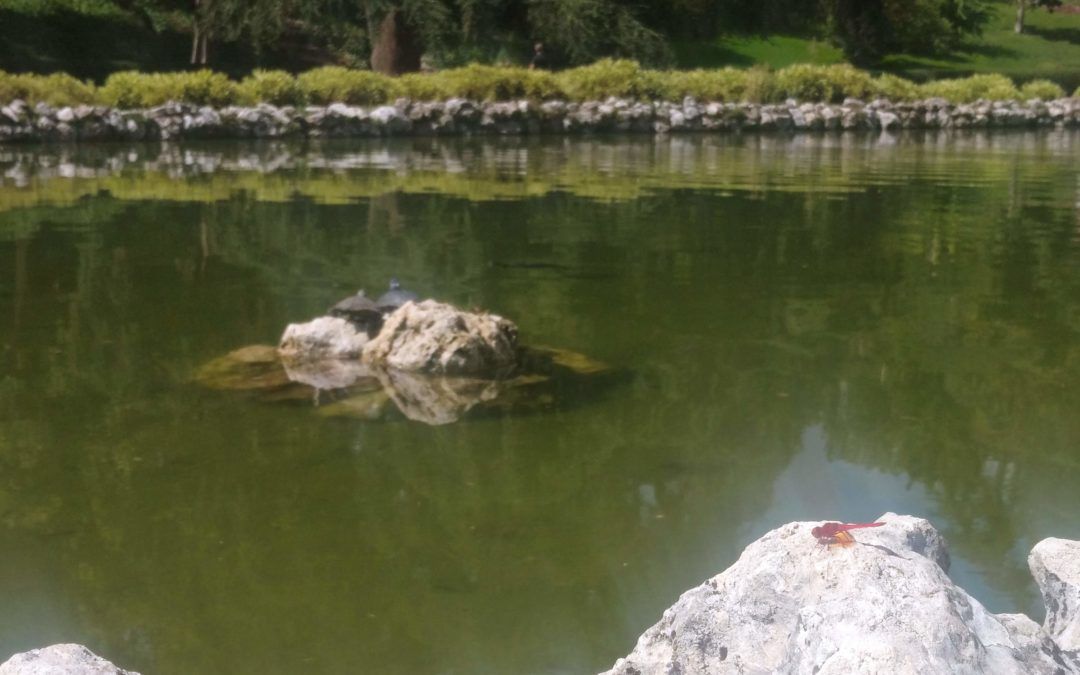 La biodiversidad tiene uno y miles de lugares en la ciudad